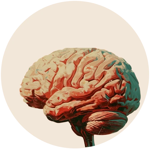 A stylised anatomical illustration of a human brain.
